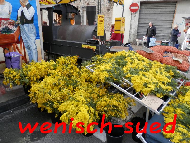 Die Mimosen bl�hen schon