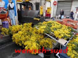 Die Mimosen bl�hen schon