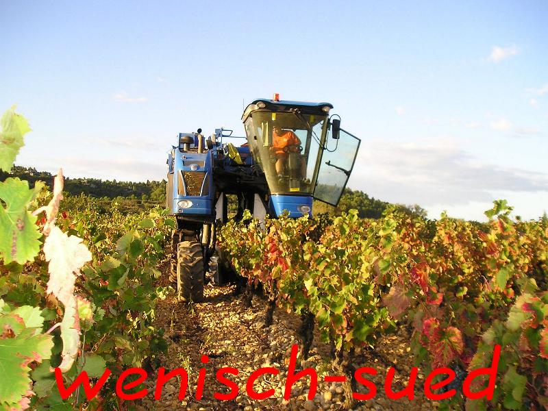 Weinernte