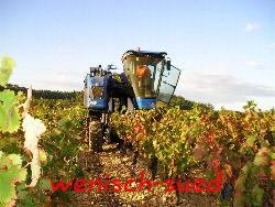 Weinernte