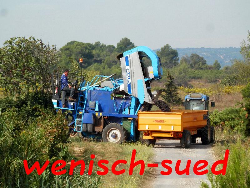 Weinernte