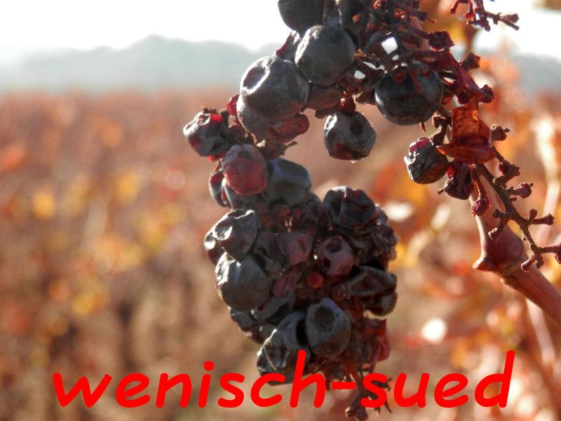 Die letzten Weintrauben