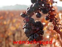 Die letzten Weintrauben